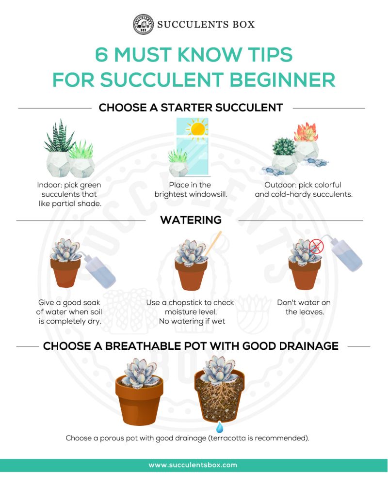 Succulents Pack for Beginners - Image 10