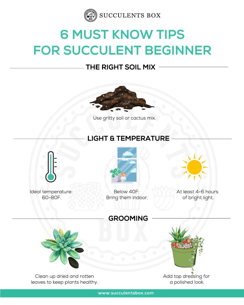 Succulents Pack for Beginners - Image 11