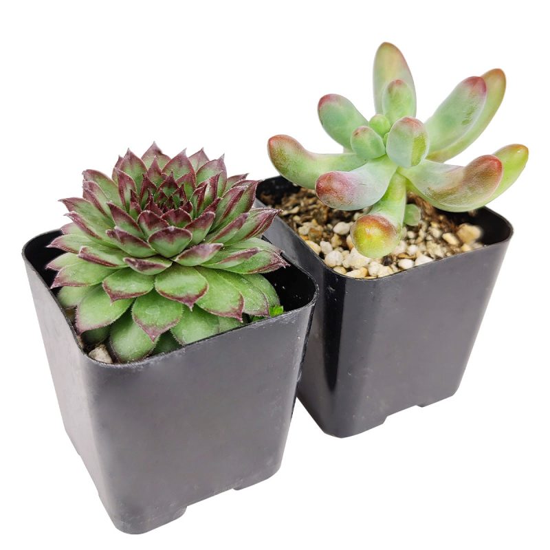 Pet-friendly Succulent Pack - Image 5