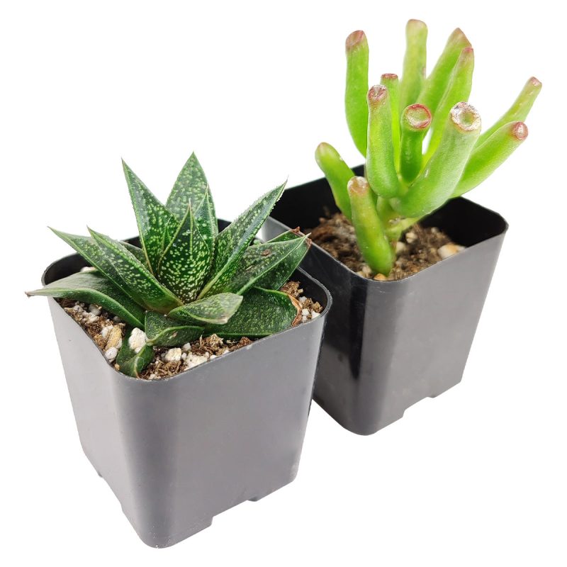 Indoor Succulent Pack - Image 6