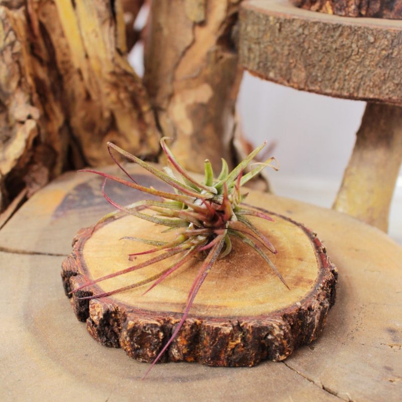 Tillandsia Ionantha Fuego - Image 2