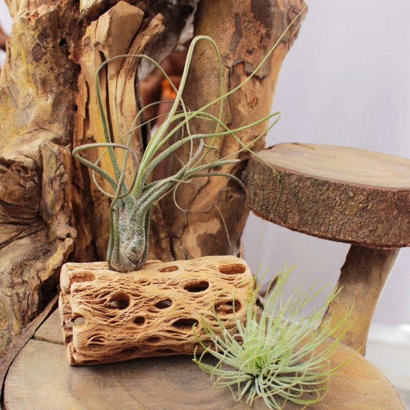 Tillandsia Butzii - Image 2