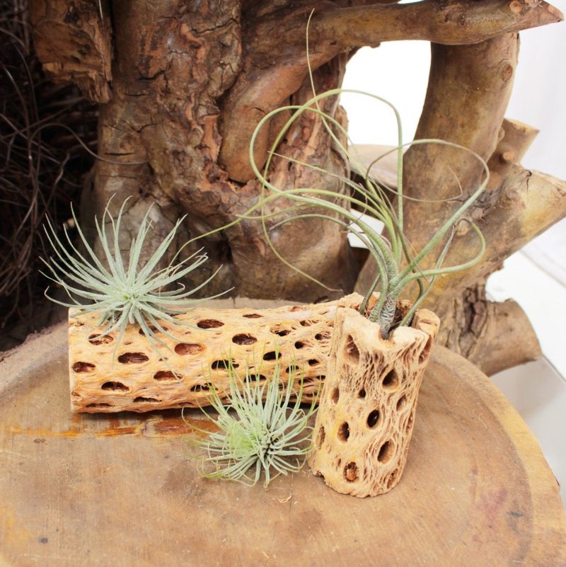 Tillandsia Butzii - Image 6