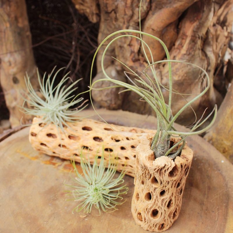 Tillandsia Butzii - Image 5