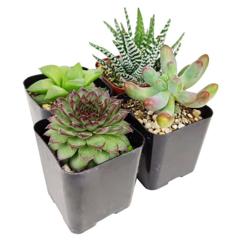 Pet-friendly Succulent Pack - Image 4