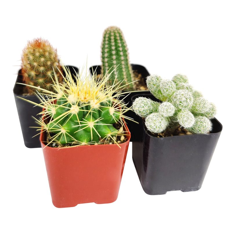 Cactus Pack - Image 4