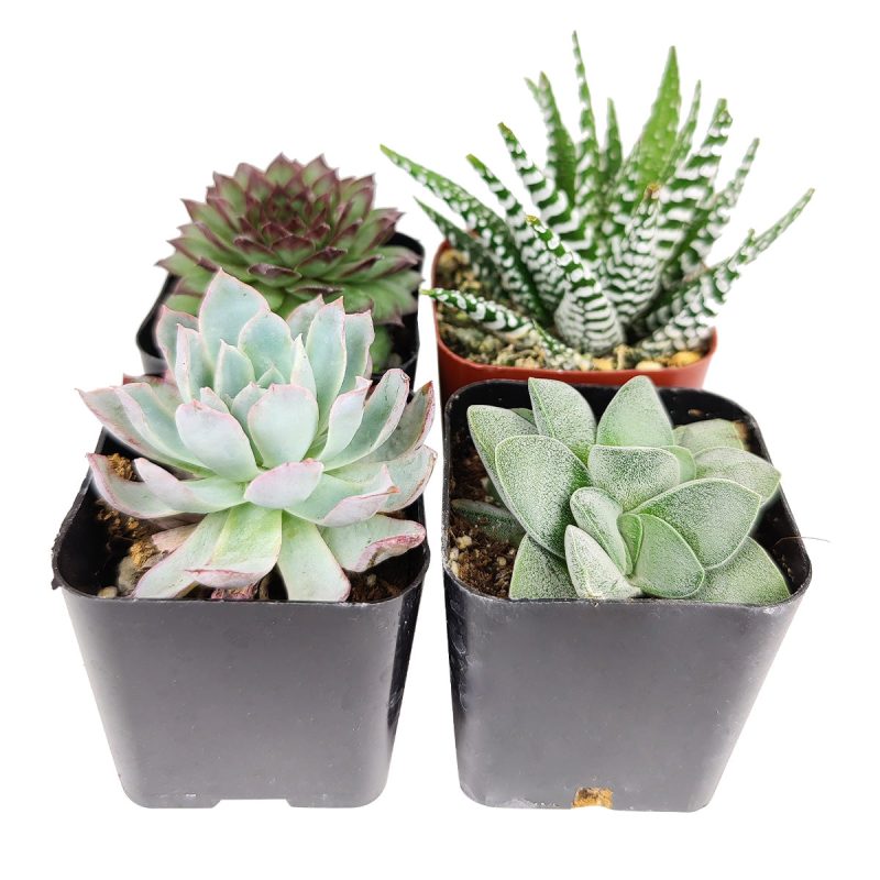 Succulents Pack for Beginners - Image 5