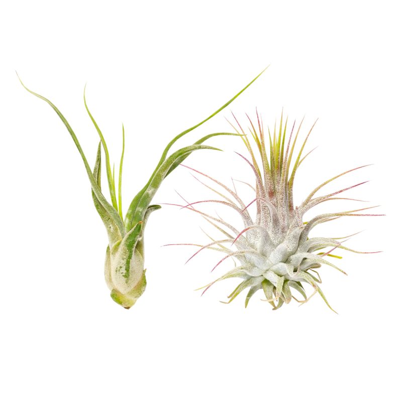 Assorted Collection of Live Air Plants Randomly Picked - Image 2