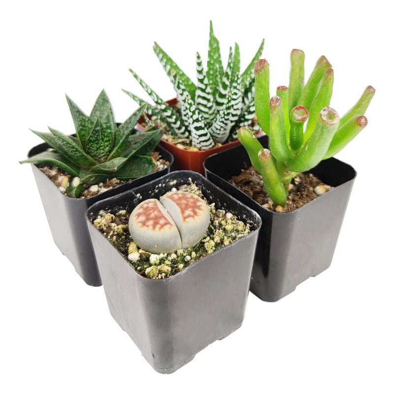 Indoor Succulent Pack - Image 5