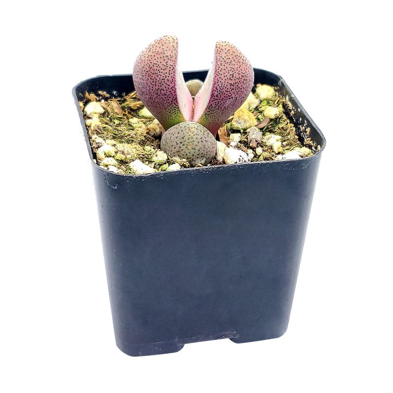 Royal Flush Succulent Purple Split Rock Cactus - Image 4