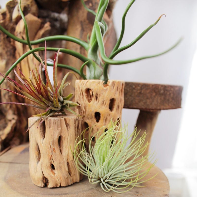Tillandsia Ionantha Fuego - Image 4