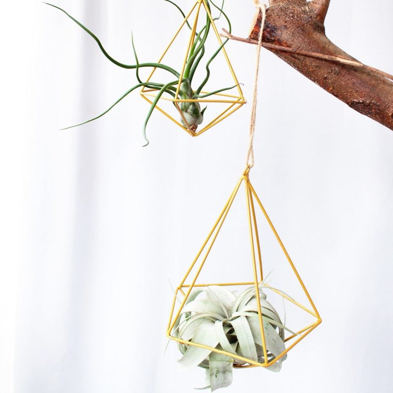 Xerographica - Image 5