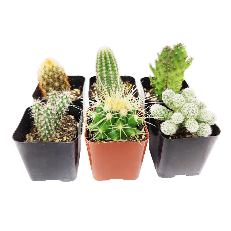 Cactus Pack - Image 2