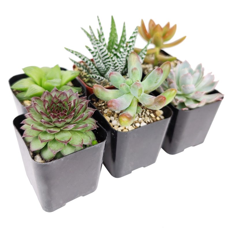 Pet-friendly Succulent Pack - Image 3