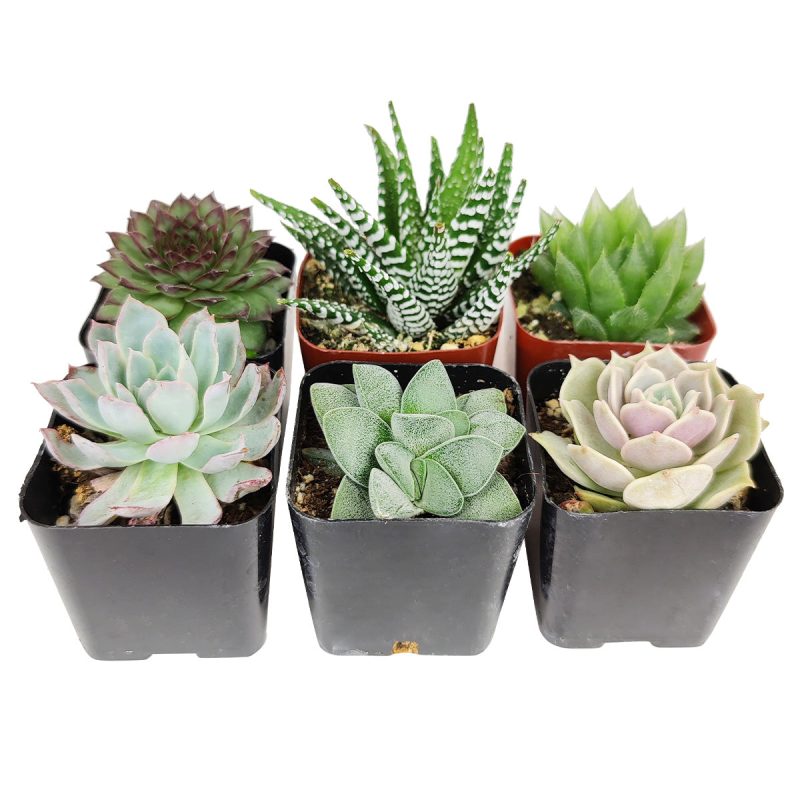 Succulents Pack for Beginners