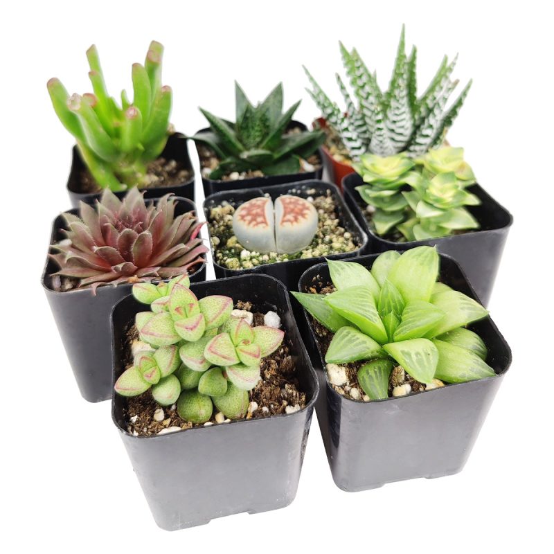 Indoor Succulent Pack - Image 4