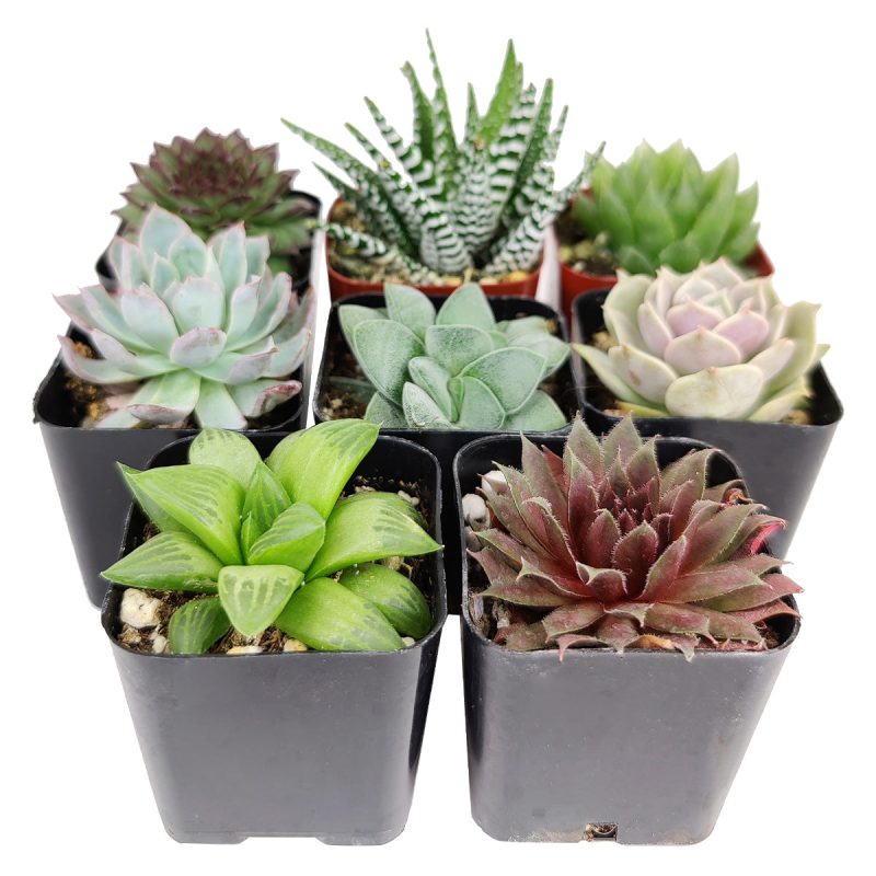 Succulents Pack for Beginners - Image 4