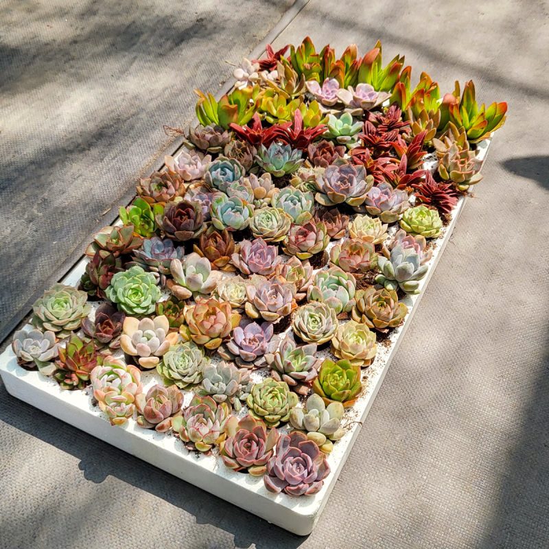 Indoor Succulent Pack - Image 7