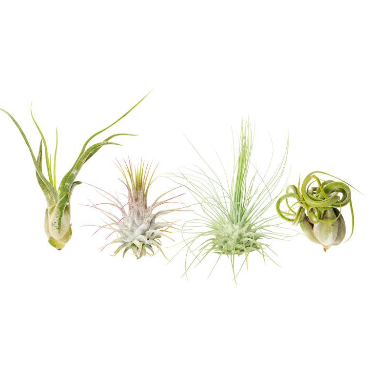 Assorted Collection of Live Air Plants Randomly Picked - Image 3