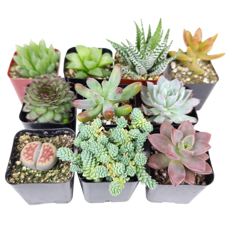 Pet-friendly Succulent Pack - Image 2