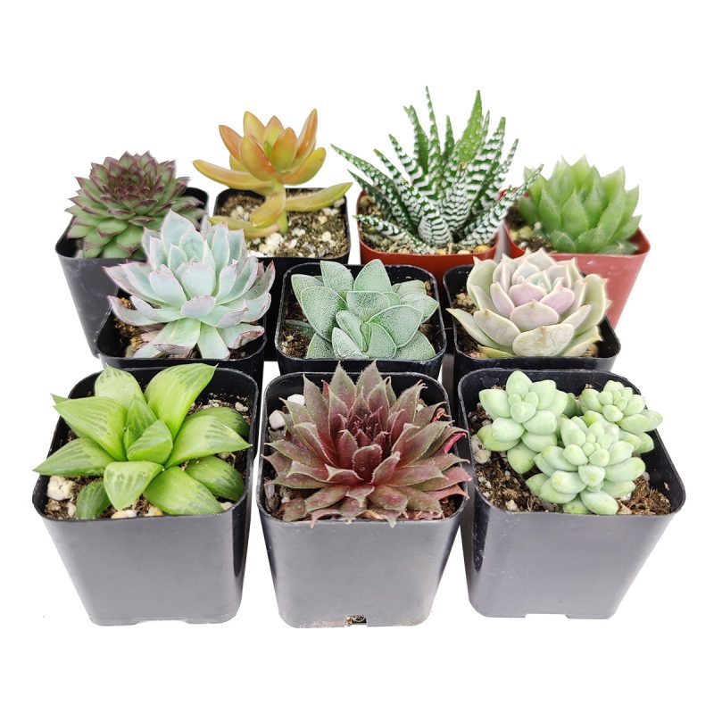 Succulents Pack for Beginners - Image 3