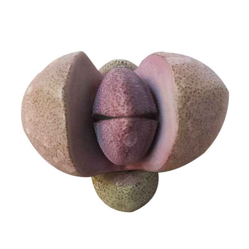 Royal Flush Succulent Purple Split Rock Cactus - Image 2