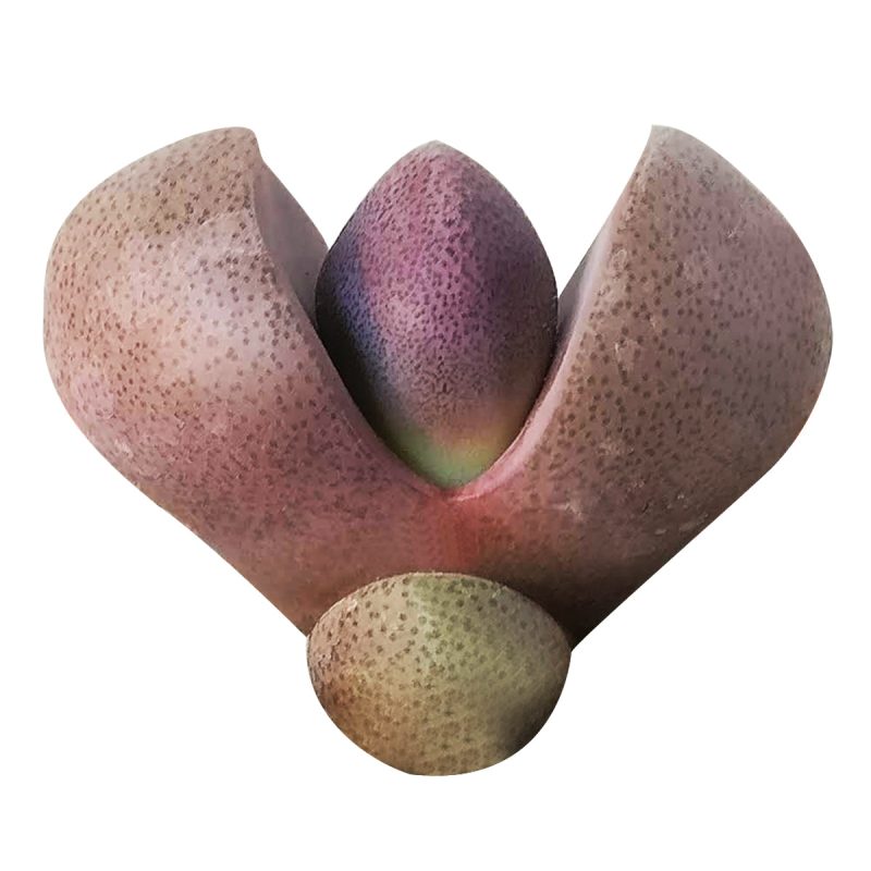 Royal Flush Succulent Purple Split Rock Cactus