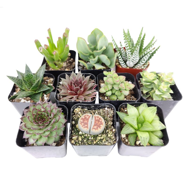 Indoor Succulent Pack - Image 3