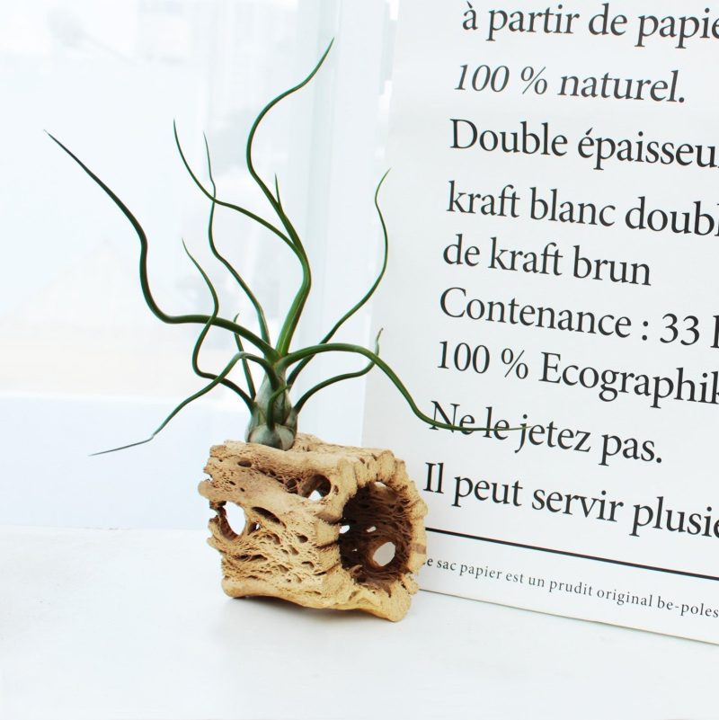 Tillandsia Bulbosa Belize - Image 6
