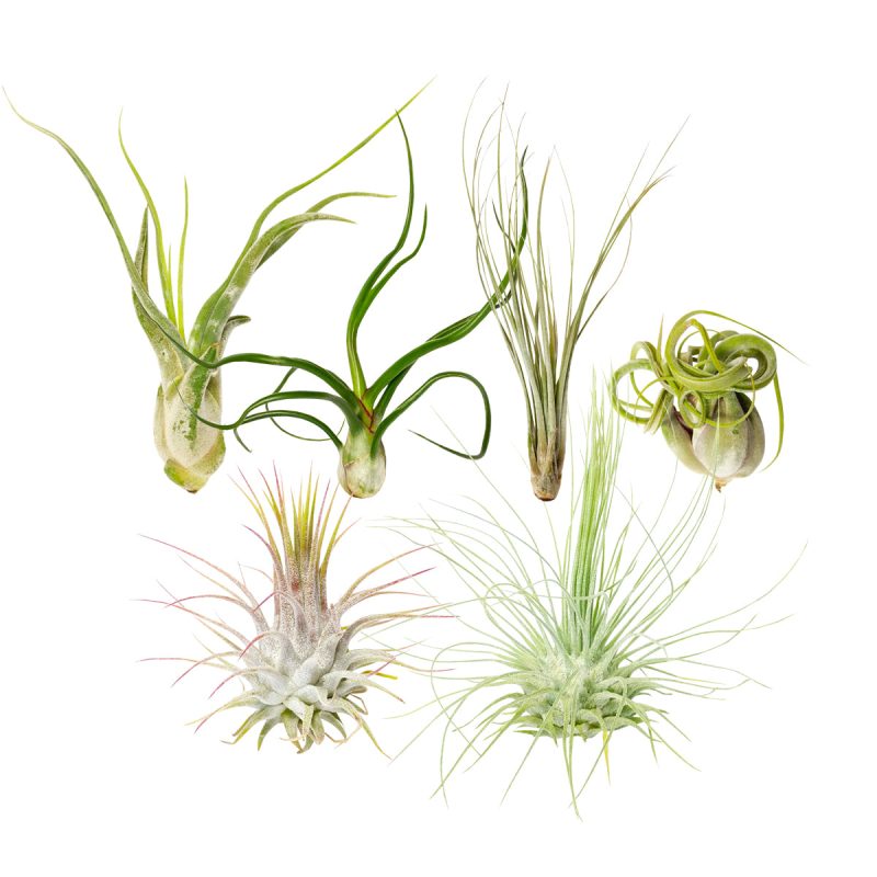 Assorted Collection of Live Air Plants Randomly Picked - Image 4