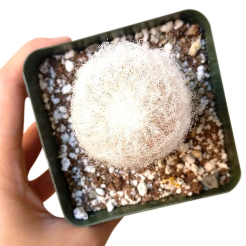 Cactus Pack - Image 10