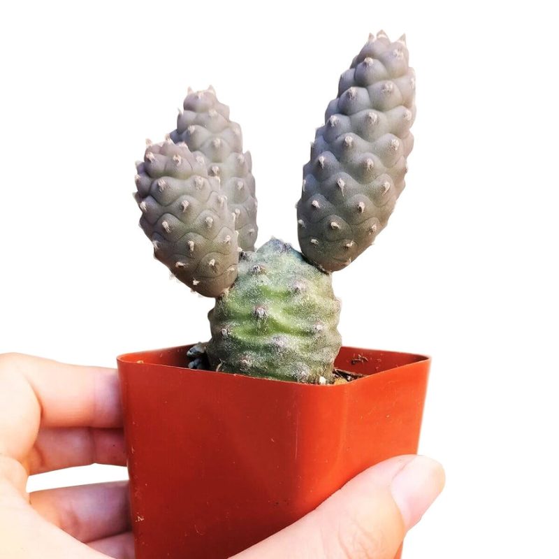 Cactus Pack - Image 5