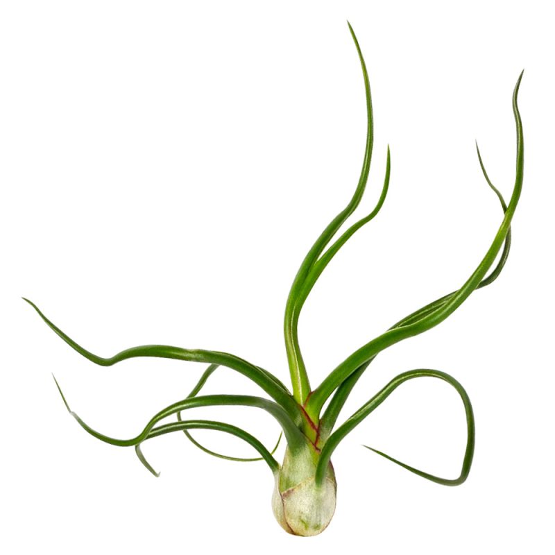 Tillandsia Bulbosa Belize - Image 2