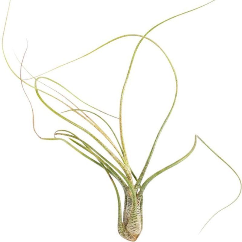 Tillandsia Butzii