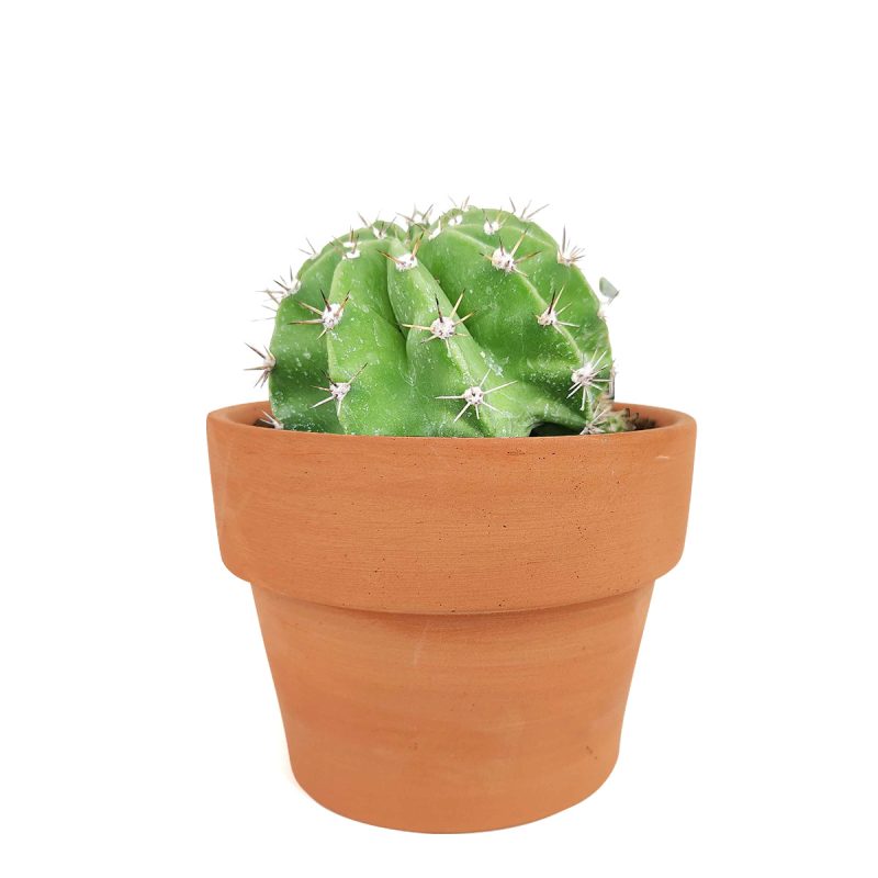 Echinopsis oxygona 'Easter Lily Cactus' - Image 5