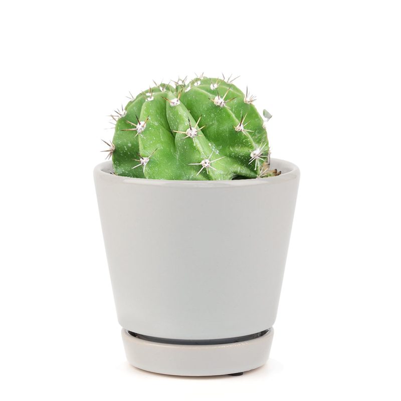 Echinopsis oxygona 'Easter Lily Cactus' - Image 7