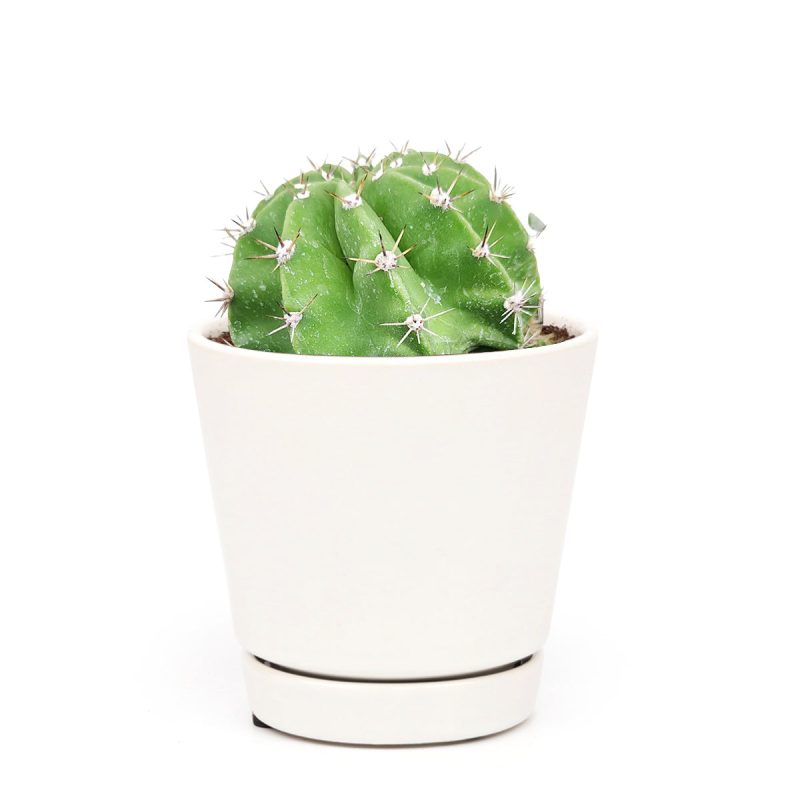 Echinopsis oxygona 'Easter Lily Cactus' - Image 6