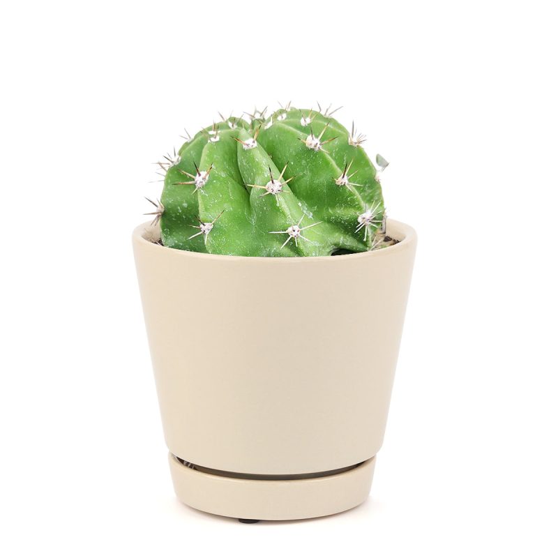 Echinopsis oxygona 'Easter Lily Cactus' - Image 8