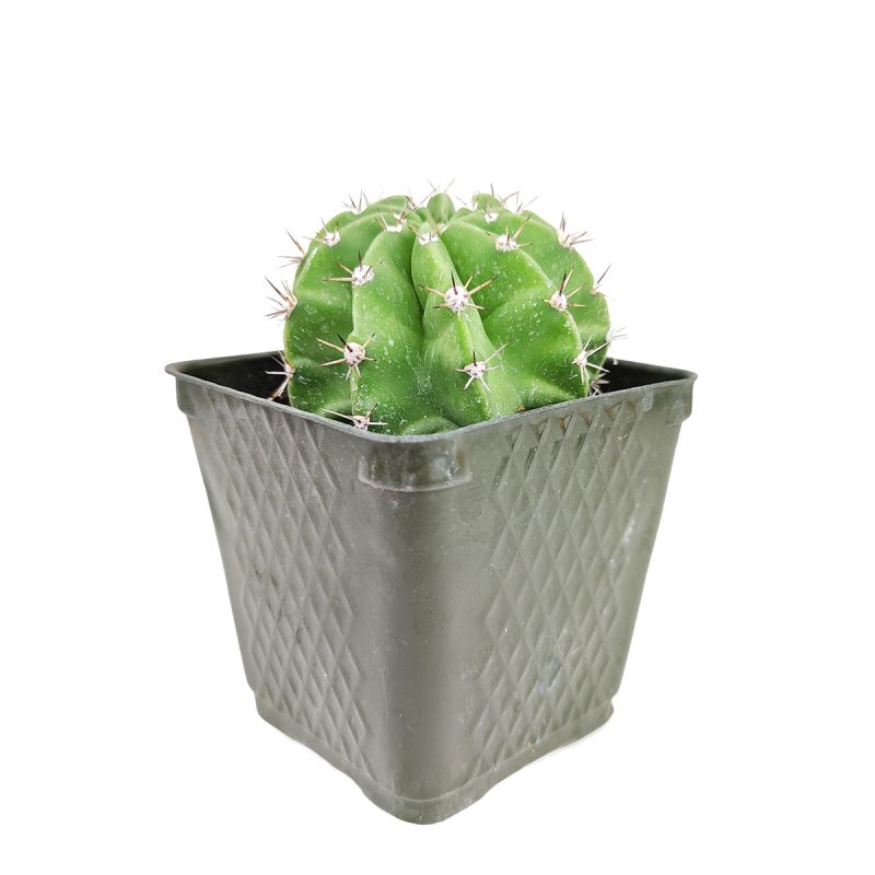 Echinopsis oxygona 'Easter Lily Cactus' - Image 4