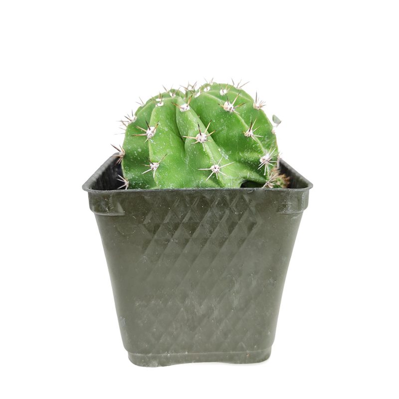 Echinopsis oxygona 'Easter Lily Cactus' - Image 3