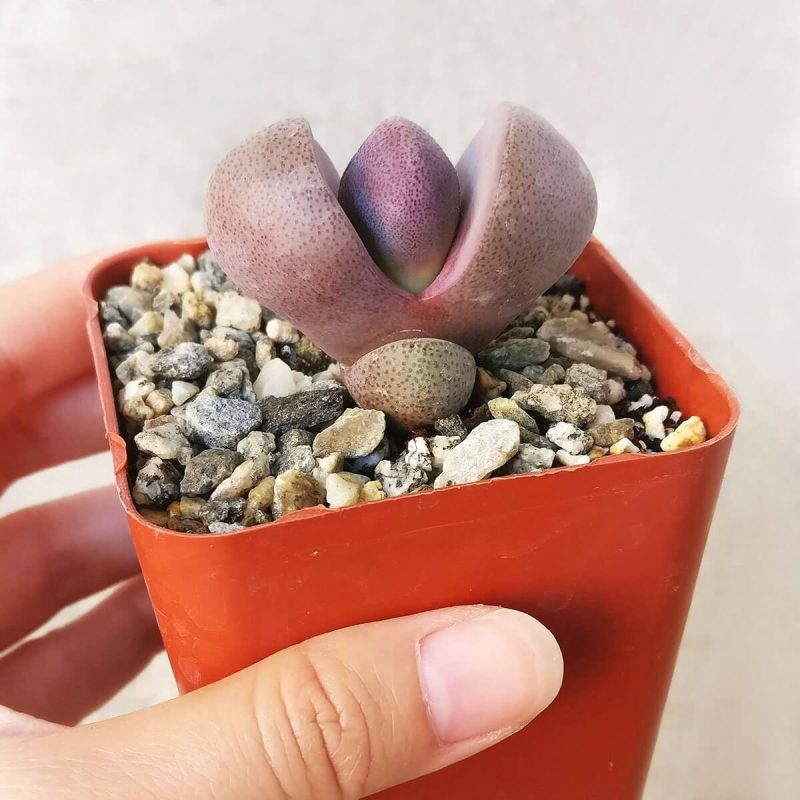 Royal Flush Succulent Purple Split Rock Cactus - Image 3
