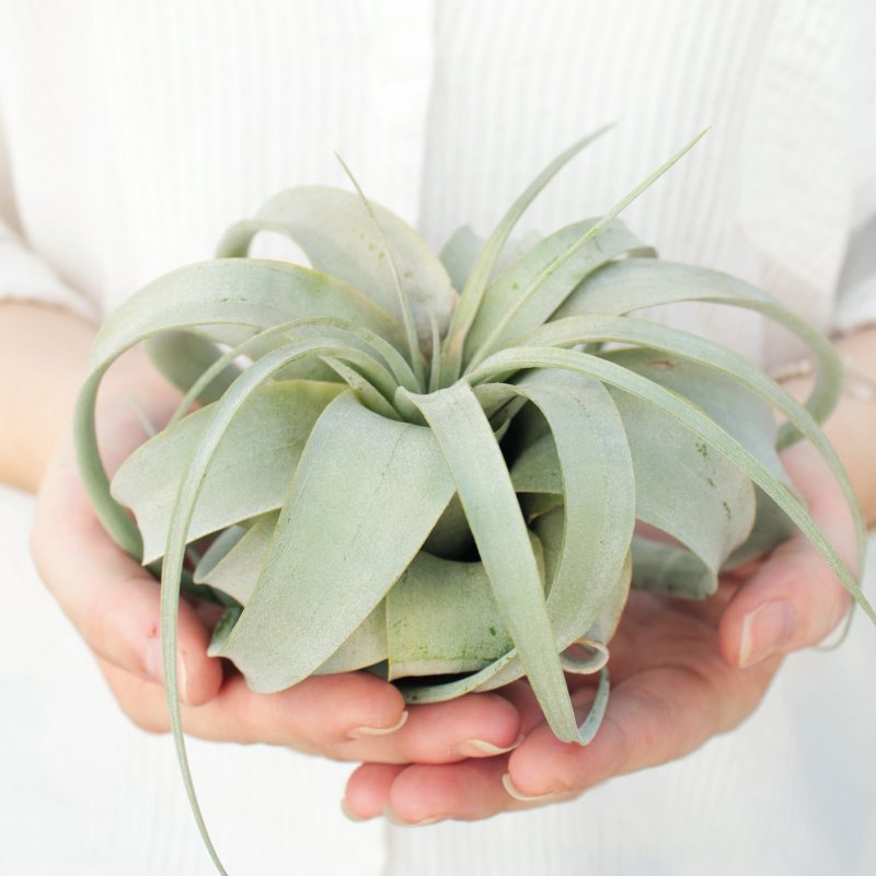 Xerographica