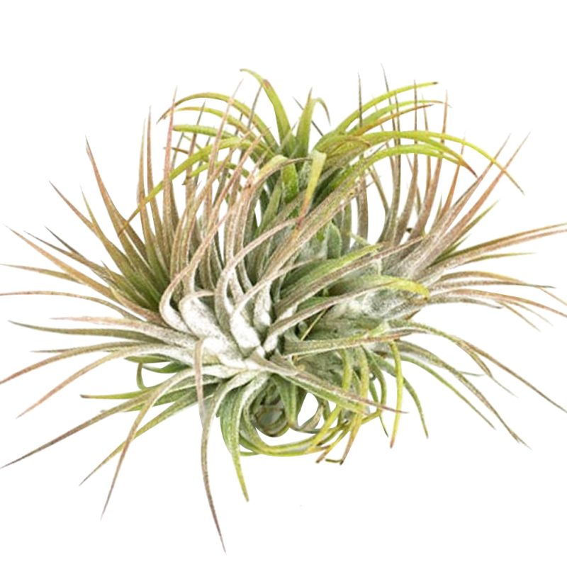 Ionantha Clump