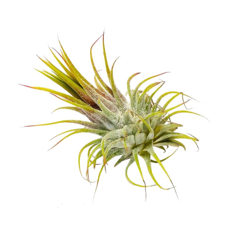 Ionantha Guatemala - Image 6