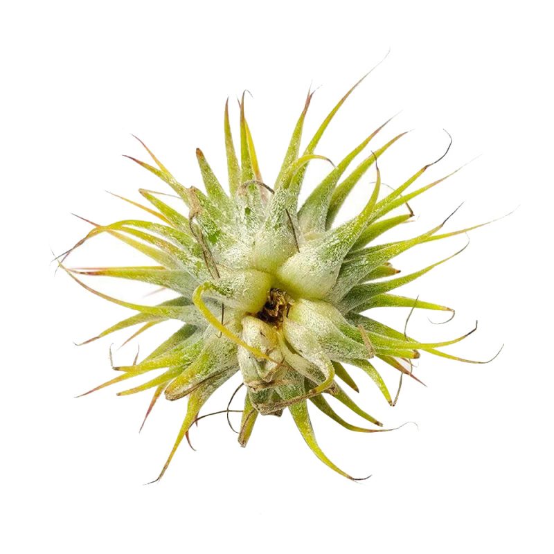 Ionantha Guatemala - Image 5