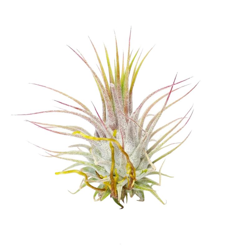 Ionantha Guatemala - Image 2