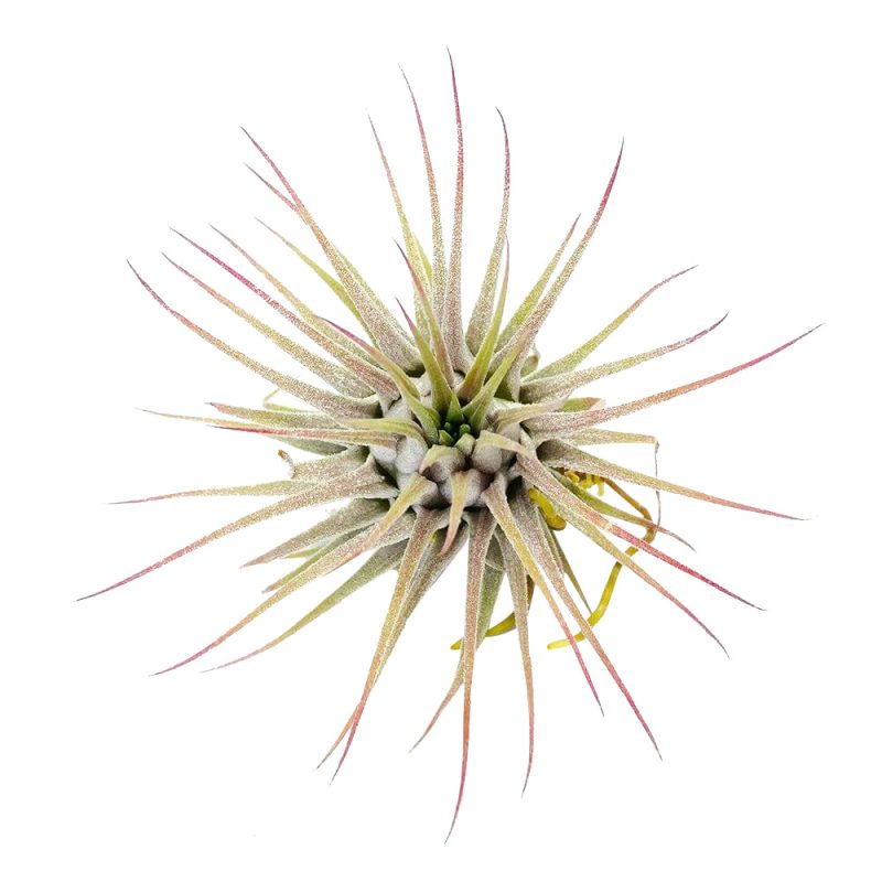Ionantha Guatemala - Image 4