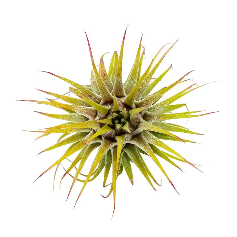 Ionantha Guatemala - Image 3