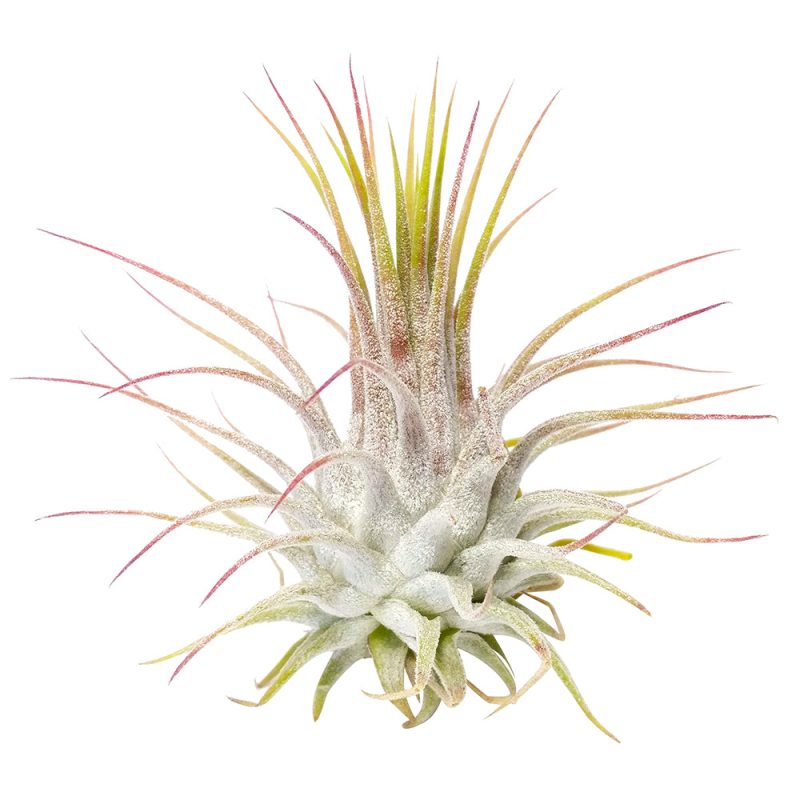 Ionantha Guatemala