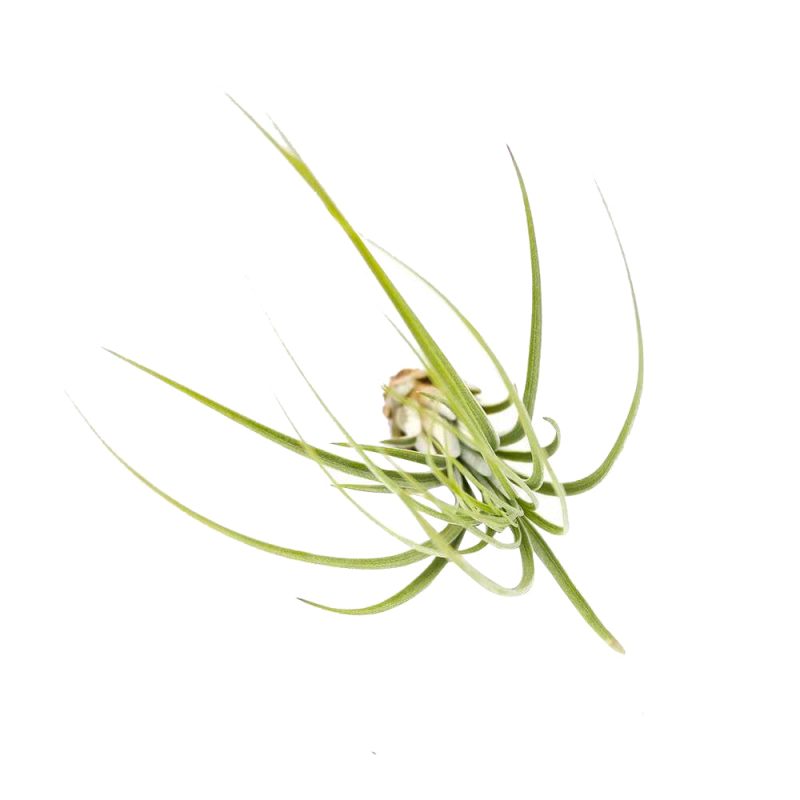 Juncea - Image 4